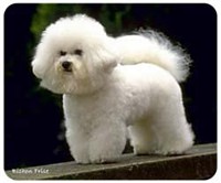 Bichon Frise Mousepad