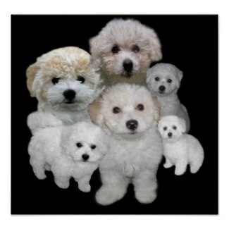 Bichon Frise Puppies Print