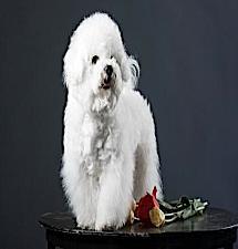 Bichon with Rose