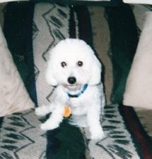 Emily, the Bichon Frise puppy