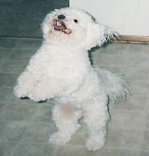 Buddy the Bichon Frise