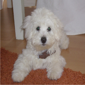 Amy, our Bichon Frise puppy at 14 weeks old.
