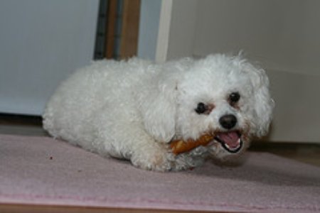 Bichon Frise best dog foods
