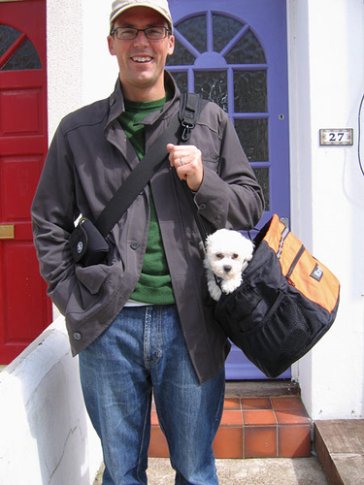 Photo of a Bichon Frise puppy, riding in her owner’s pet carrier. 