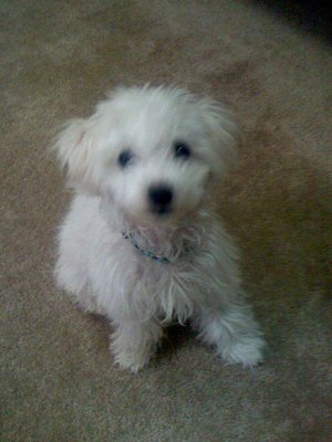 Share your knowledge of Bichon puppies.