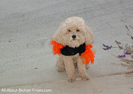 Bichon Frise Puppy Halloween Costumes