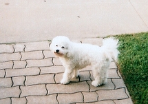 Buddy, the Bichon, standing on sidewalk