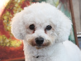 Daisey was a rescue dog.