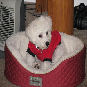  Hunter, our Bichon Frise puppy Bull Dogs fan!
