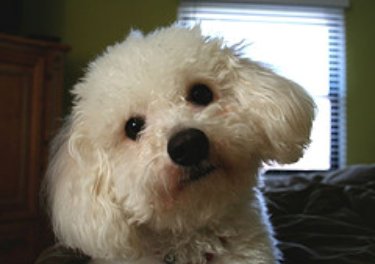 Bichon Frise dog questions and answers.