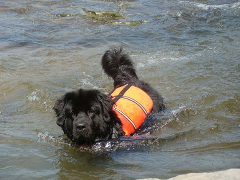 dog swimming with life jacket