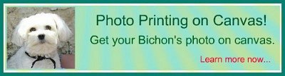 Bichon FRise photo printing on canvas