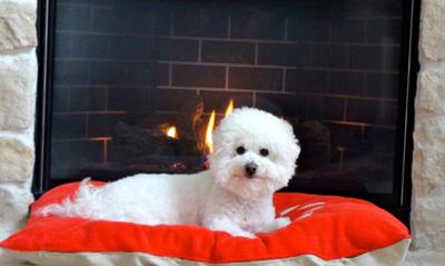 Pumpkin relaxing next to the fire place after a long day of playing in the Dallas spring snow of 2010. 