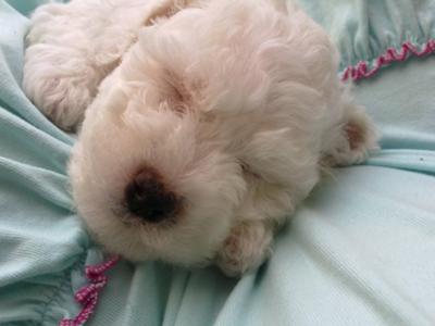 This is Angel, my Bichon Frise.
