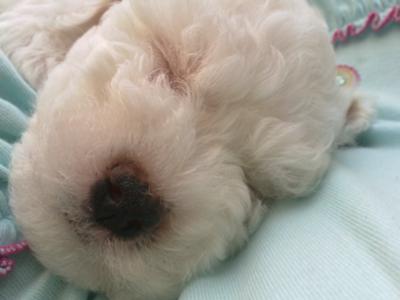 Bichon Frise Angel