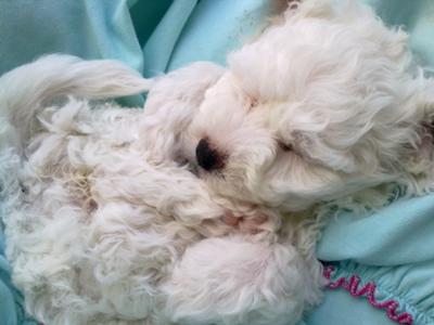 Does this look like a relaxed Bichon?