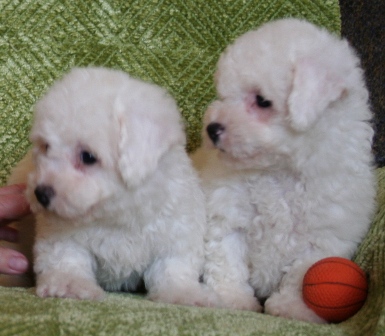 Cute Bichon Frise Brothers