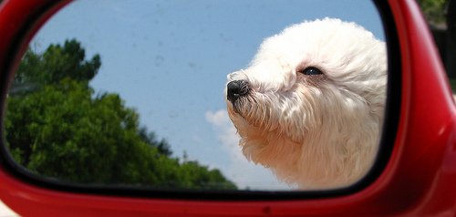 Enter dog photo contest, pet photo contest.