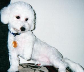 Precious Bichon Frise Emily