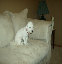 Beau, the Bichon Frise