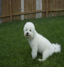 Bichon puppy posing outside.