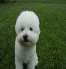 Beau, the Bichon Frise closeup