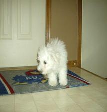 Beau, our Bichon Frise puppy at 19 weeks old.