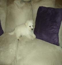 Bichon puppy relaxing on couch