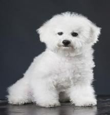 A beautiful and lovely Bichon Frise puppy