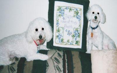 About Bichon Frise dogs