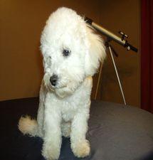 Bichon Frise puppy Beau