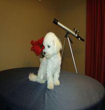 Beau, our Bichon Frise puppy at 6 months.