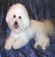 Bichon Frise
