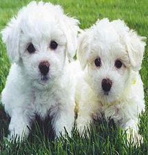 Bichon Puppies