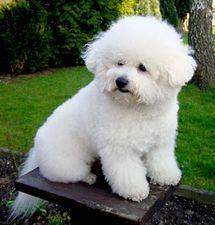 Bichon Frise posing