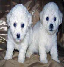 Bichon Frise puppies