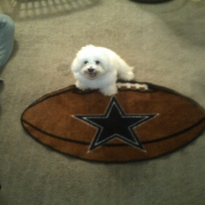  Photo of Bichon puppy Snoopy