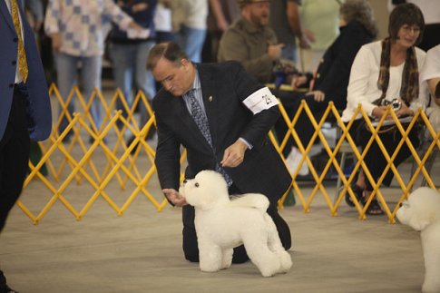 Bichon Frise dog being shown at a dog show