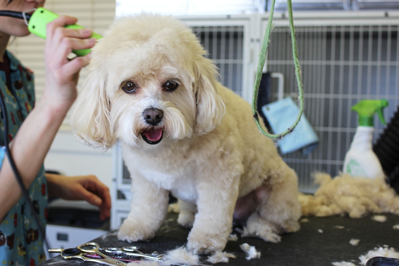 Which Bichon Frise Hair Cut is Best for Your Dog? All About Bichon Frises