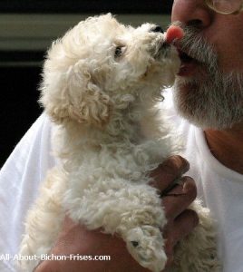 Bichon Frise licking owner's face