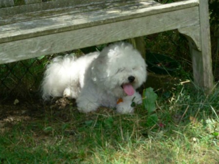 Dogs like this little Bichon Frise instinctively know that shade helps keep them cooler to avoid a dog heat stroke.