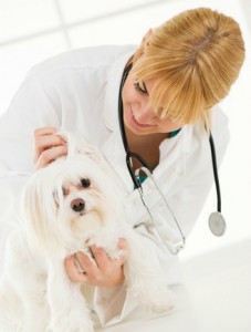 Ear infections in dogs are common in Bichon Frises.