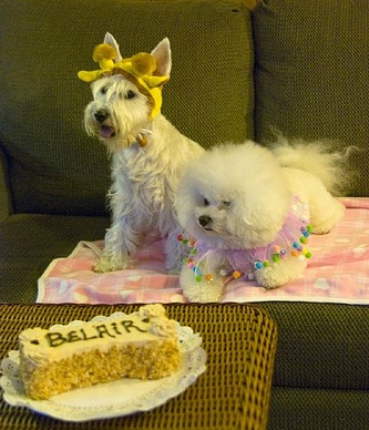 Dog bone birthday cake at a dog birthday party