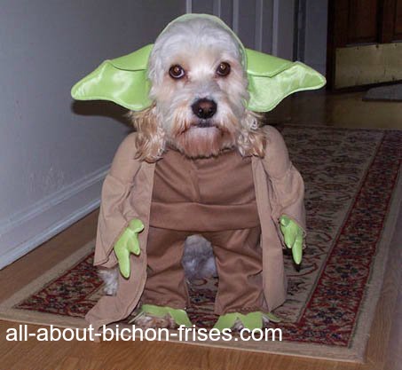 Bichon Frise dressed in Halloween costume