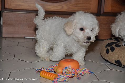 bichon puppy with indestructible dog toys