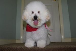 Bichon Frise dogs actually smile, like this one