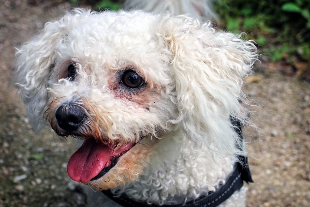 White dog outlet face stains