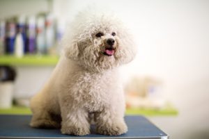 Overweight dog like this Bichon Frise are prone to dog diabetes.