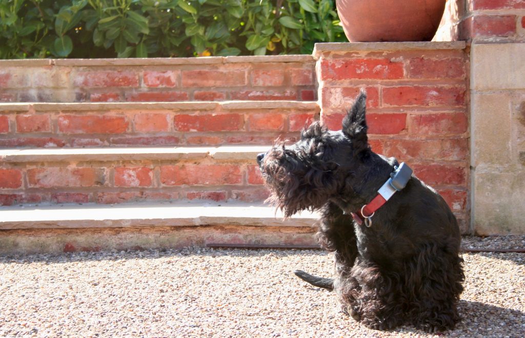 Scottish terrier scratching because of canine food allergies