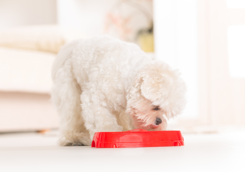 Maltese puppy eating healthy dog diet food from a bowl.